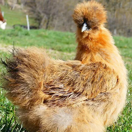 Camping Les Insolites Du Vélodrome D'albert *